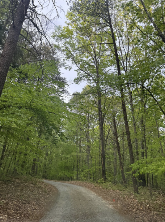 The trees full of life as summer approaches.